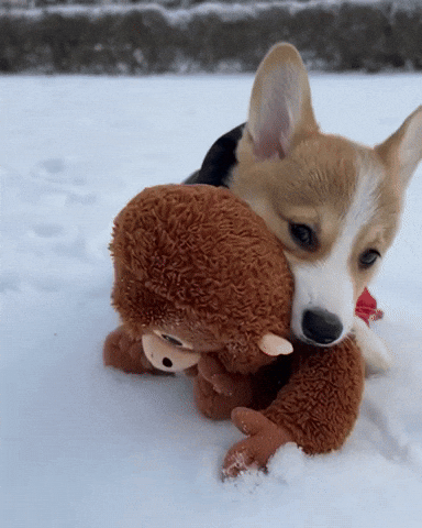 Corgi Cutecorgi GIF