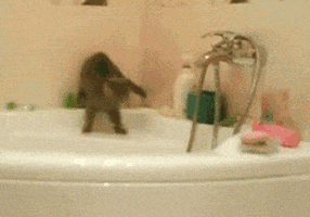 Cat Animals animated GIF