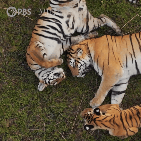 Explore Pbs Nature GIF by Nature on PBS