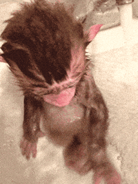Monkey Baby Gifs Get The Best Gif On Giphy