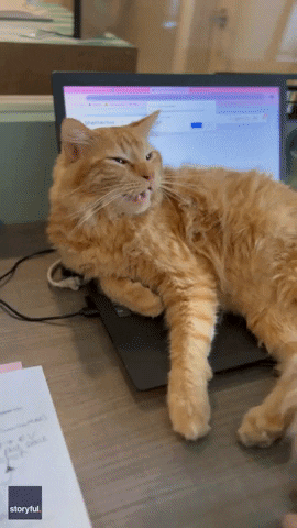 Video gif. Fluffy orange cat lounges on its side on a black laptop, looking at us then doing a long drawn-out meow.
