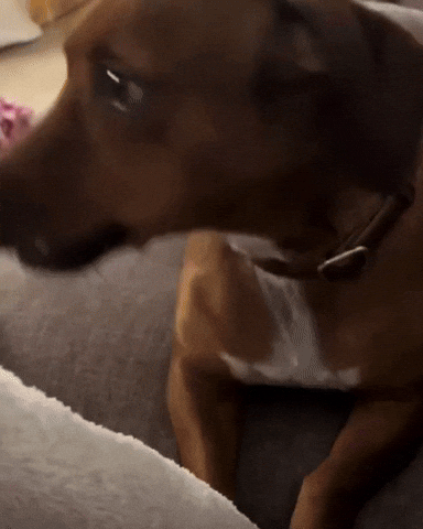 Dog Yes GIF