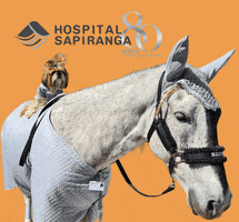 Hospital Sapiranga GIF