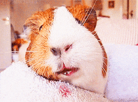 guinea pig for anon GIF