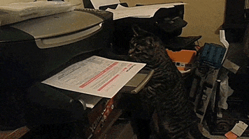cat paper GIF