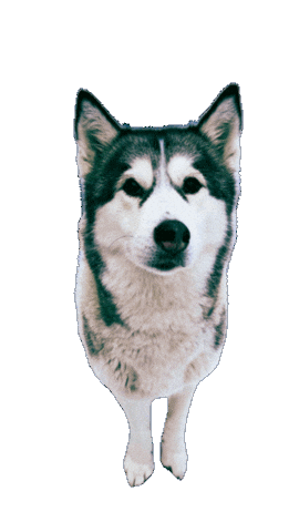 Kaya Sticker