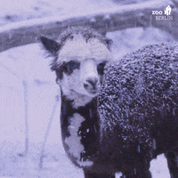 Snow Day GIF by Zoo Berlin
