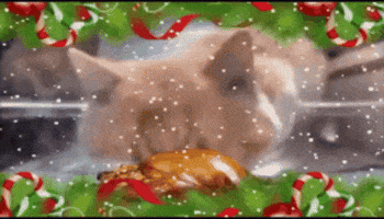 Christmas Season Cat GIF