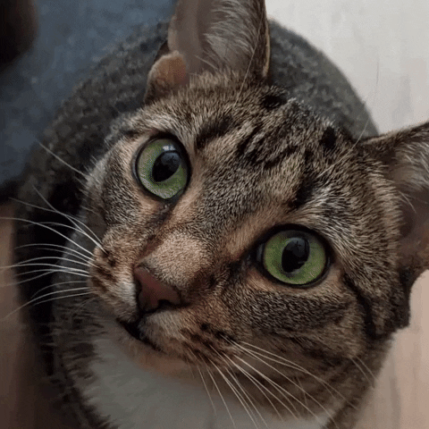 Cat GIF
