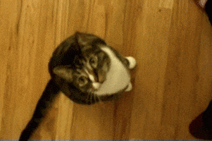 Cat Jumping GIFs on Giphy