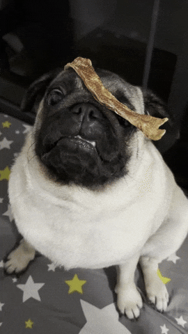 Dog Pug GIF