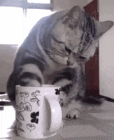 cats drinking GIF