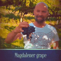 Alto Adige Grape GIF by magdalener.wine