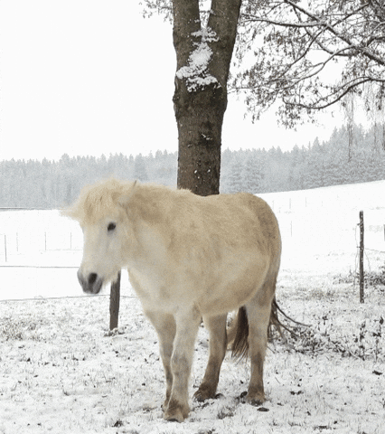 giphy.gif?cid=ecf05e471j1o0f20kq8h7he8hlsy6g93solcwqarbfytx198&ep=v1_gifs_search&rid=giphy.gif&ct=g