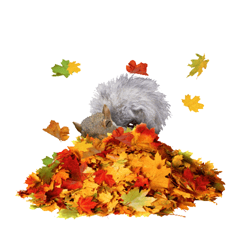 Animated Sticker