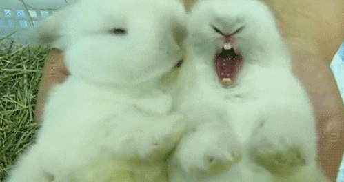 bunnies meme gif