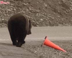 Bear Cone GIF