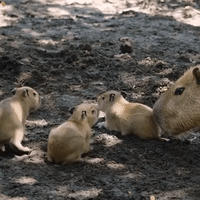 Four Capybara Cubs Born at San Diego Zoo