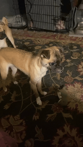 Bean GIF