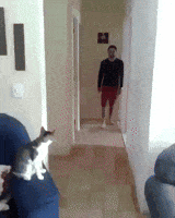 cat GIF