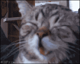 Image result for cat laughing gif