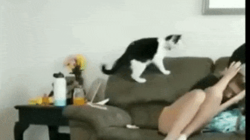 Ufc GIF