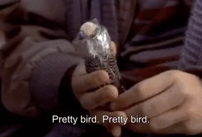 https://media1.giphy.com/media/qj6Km9zSkONcA/200.webp?cid=ecf05e471c8da8301b9fe0d8d51a1b33171289124c07c8c9&rid=200.webp