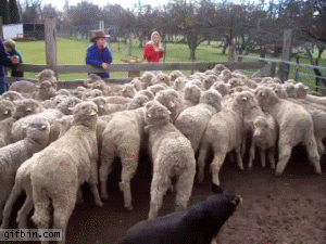 sheep walks GIF