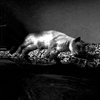 cat sleep GIF by Liaizon Wakest