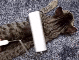 Cat Satisfaction GIF