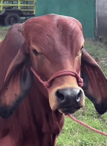The Rock Cow GIF