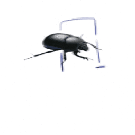 Beatle GIF