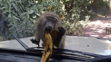 monkey fail GIF