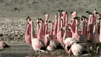 funny animals lol bird flamingo