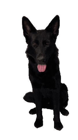 Michael Edermayer Sticker