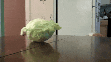 Video gif. Dog tries to leap onto a table that has an entire head of cabbage resting atop it. He gets so close but can't get a good grip and tumbles to the ground.