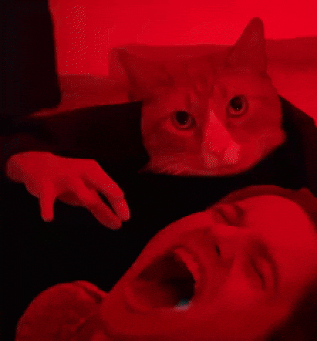 Oliver Orange Cat GIF