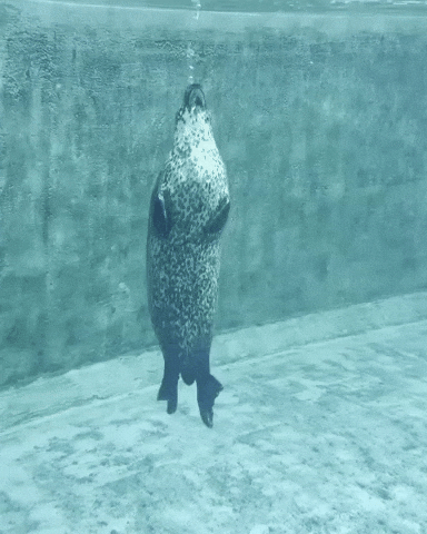Harbor Seal GIF by Valley Zoo Development Society