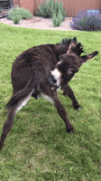 Scratch Donkey GIF by Gasoline And Us