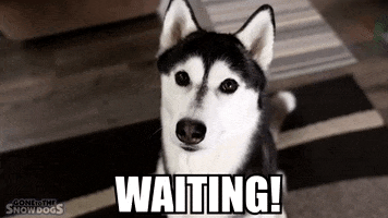 Siberian Husky Waiting GIF by Gone to the Snow Dogs