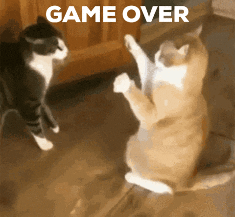 Cute-animals GIFs - Get the best GIF on GIPHY