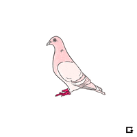 pink pigeons GIF by gifnews