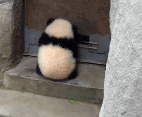 Panda Fu GIF - Find & Share on GIPHY
