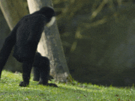 gibbon hug GIF