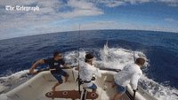 Spear Fishing GIFs - Find & Share on GIPHY