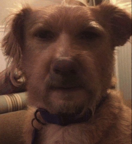 Dog Schizo GIF
