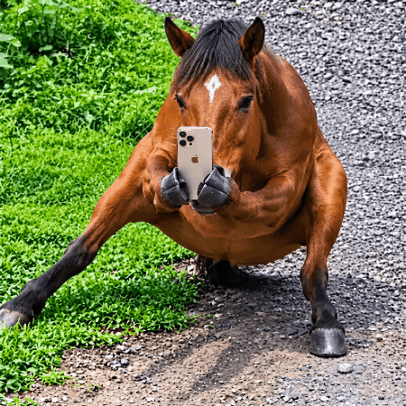 Horse Camera GIF