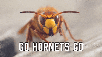 Charlotte Hornets Sport GIF by Sealed With A GIF