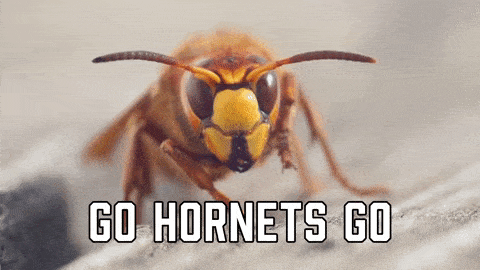 Hornets meme gif