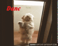 dancing poodle gif